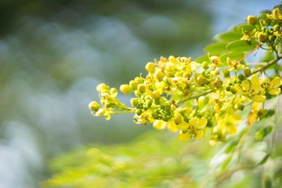 Close-up of yellow flower