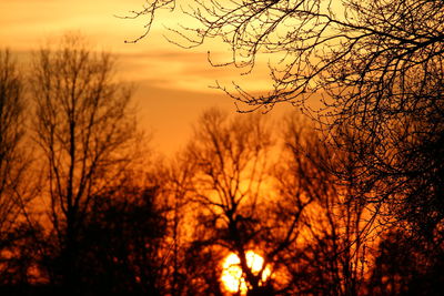 Silhouette bare trees against orange sky