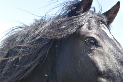 Close-up of a horse