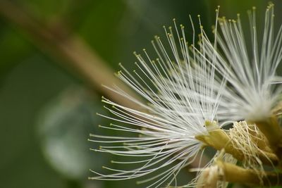 Close-up of dandelion