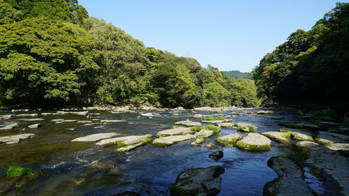 Scenic view of river in forest against clear sky