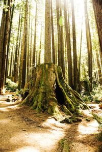 Trees in forest