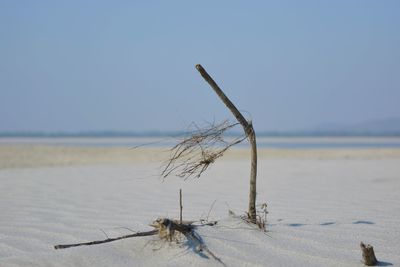 Dead plant on beach against clear sky