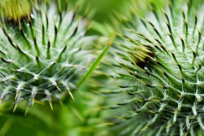 Close-up of cactus plant