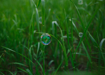 Close-up of bubbles in field