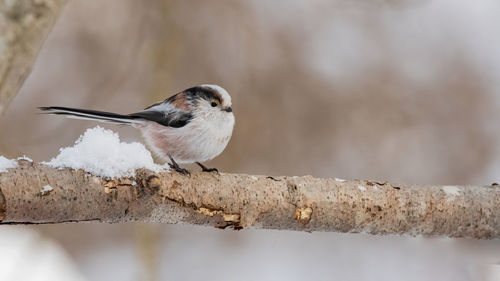 Close-up of bird perching on branch