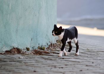 Side view of cat walking on street