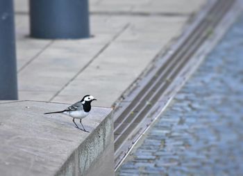 Bird perching on wall