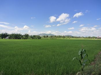 Scenic view of agricultural field against sky