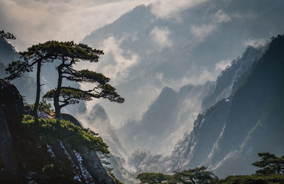 Low angle view of trees against sky