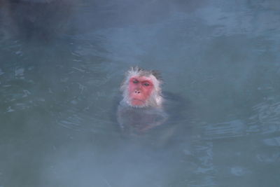 Monkey swimming in a lake