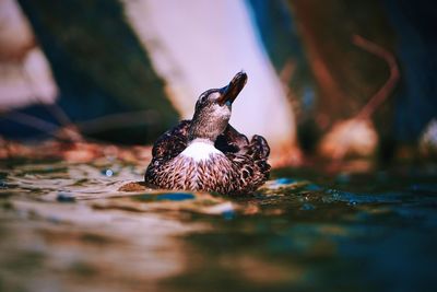 Close-up of bird bathing