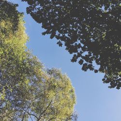 Low angle view of trees