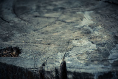 Close-up of tree stump