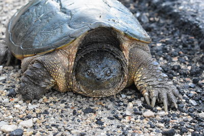 Snapper walking 