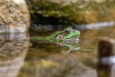 American green frog in small pond