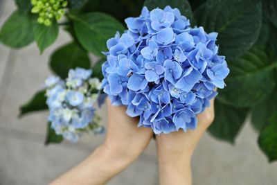 Close-up of hand holding purple hydrangea