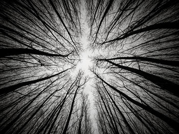 Low angle view of silhouette trees in forest against sky