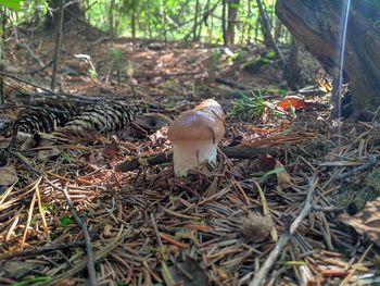 High angle view of mushroom growing on field