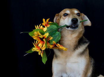 Close-up of dog