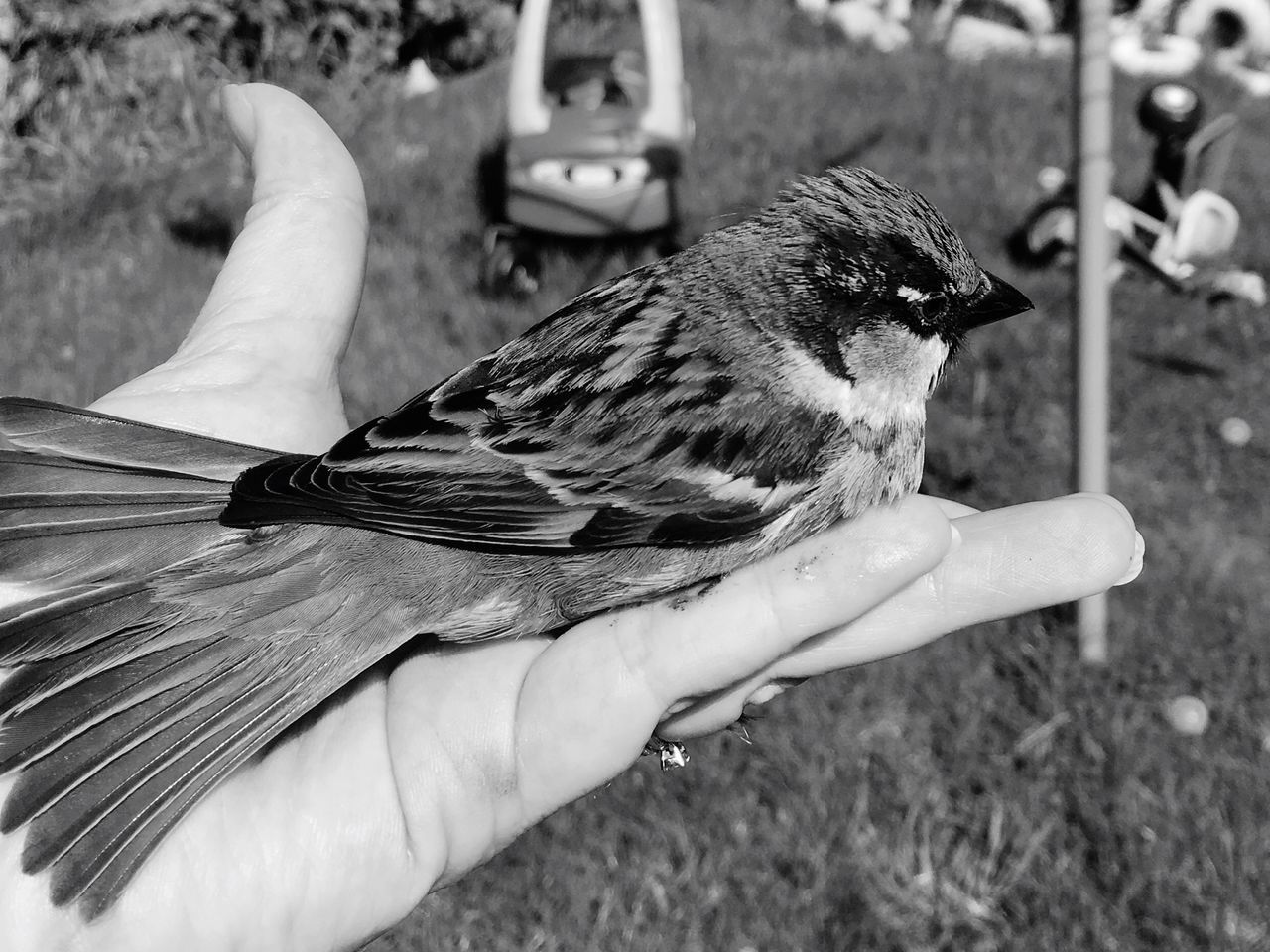 CLOSE-UP OF HAND HOLDING BIRD PERCHING ON FINGER