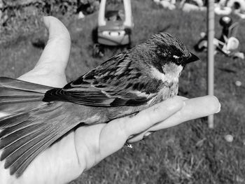 Close-up of hand holding bird