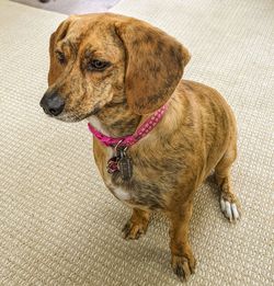 High angle view of dog looking away