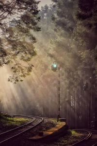 Street amidst trees in forest against sky