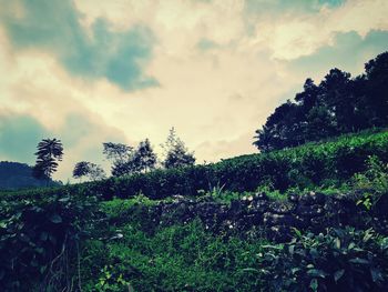 Plants growing on land against sky