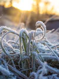 frost
