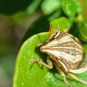 Close-up of insect on leaf