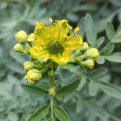 Close-up of yellow flowers blooming outdoors