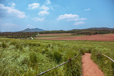 Scenic view of agricultural field against sky