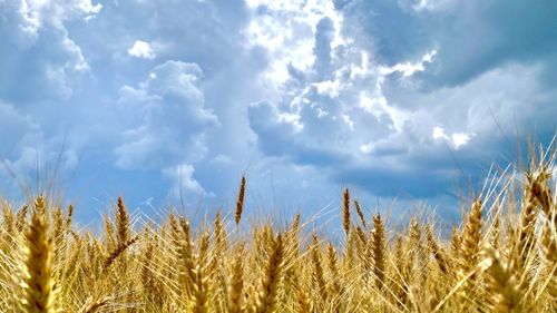 Low angle view of stalks against sky