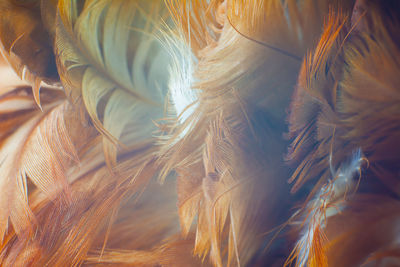 Close-up of feathers