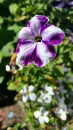 Close-up of purple flower blooming outdoors