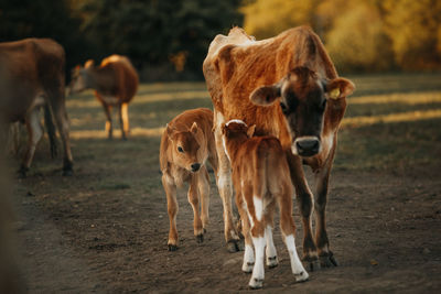 Cow standing in a field