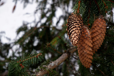 Pine cone at twig