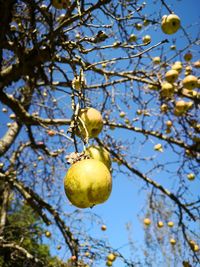 Low angle view of apple on tree