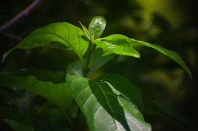 plant part