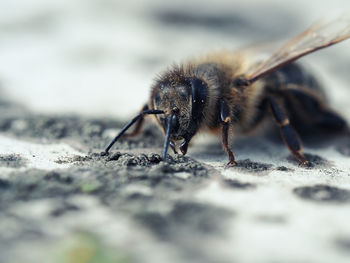 Close-up of honeybee on rock