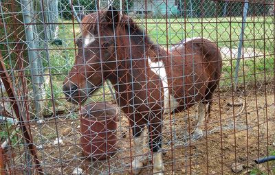 View of a horse behind fence