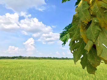 Scenic view of agricultural field against sky