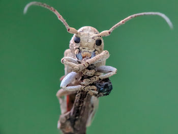 Close-up of insect on plant