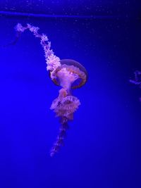 Close-up of jellyfish swimming in sea