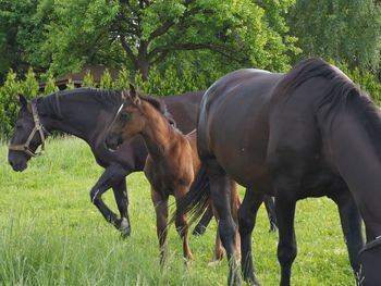 Horses in a field