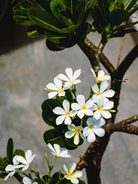 Close-up of white flowering plant