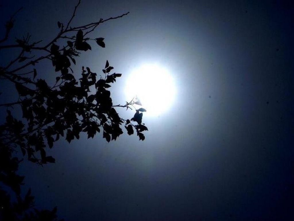 sun, low angle view, clear sky, beauty in nature, sunbeam, tranquility, sunlight, nature, sky, lens flare, tree, branch, silhouette, tranquil scene, scenics, copy space, bright, growth, blue, no people