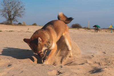 View of a dog on beach