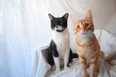 Portrait of cats